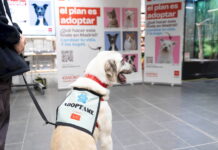 La Comunidad de Madrid lanza la campaña El Plan es Adoptar para fomentar la tenencia responsable de animales de compañía