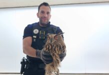 Policía Local rescata un búho herido en el Paseo de los Chopos tras un aviso vecinal - imagen 1