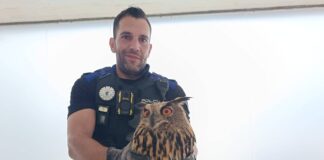Policía Local rescata un búho herido en el Paseo de los Chopos tras un aviso vecinal - imagen 1