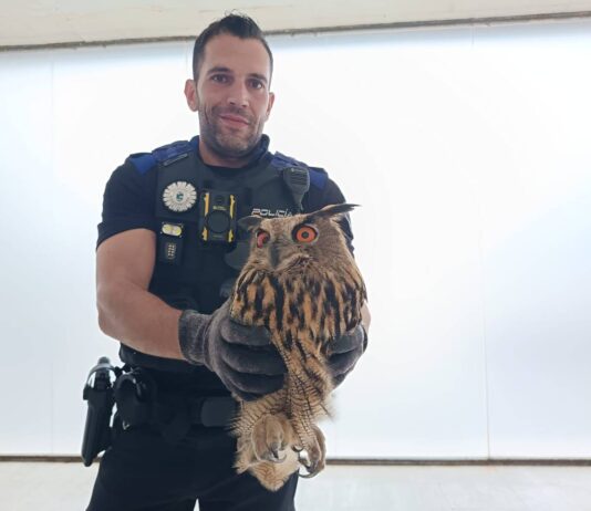 Policía Local rescata un búho herido en el Paseo de los Chopos tras un aviso vecinal - imagen 1